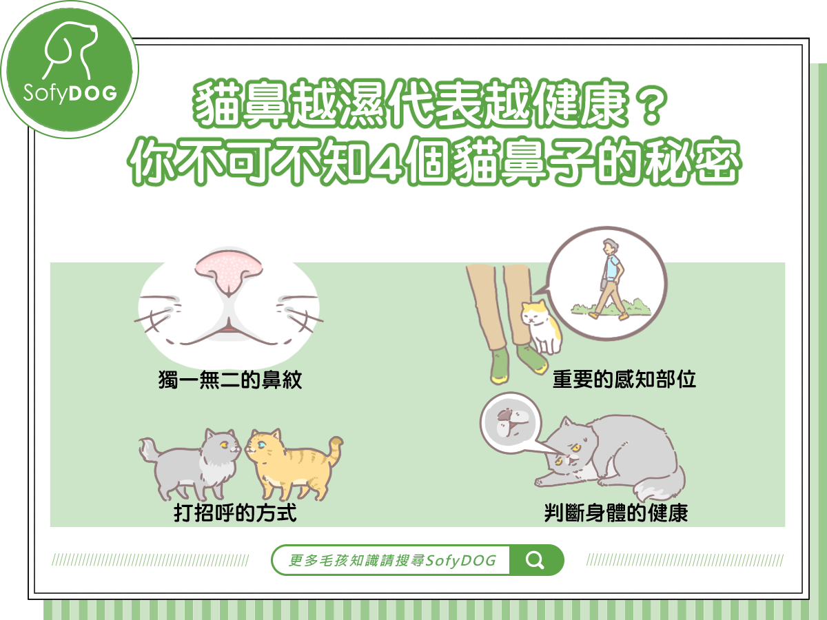 貓鼻越濕代表越健康 你不可不知4個貓鼻子的秘密 Sofydog寵物精品